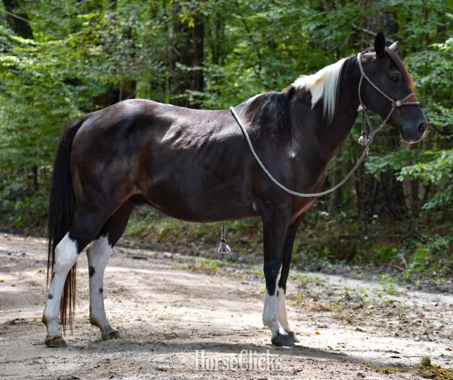 Quarter Horse - "Tonto" Black Gelding Quarter Horse in South Carolina