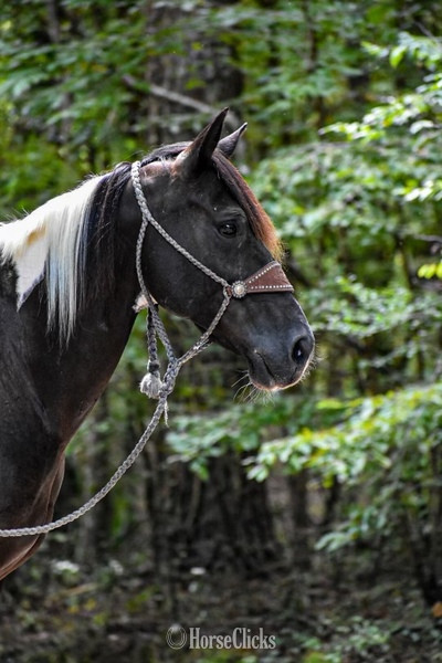Quarter Horse - "Tonto" Black Gelding Quarter Horse