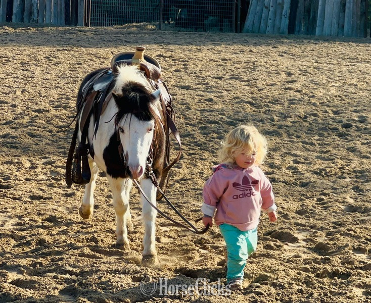 "Ripley" Black Gelding Pony in Texas