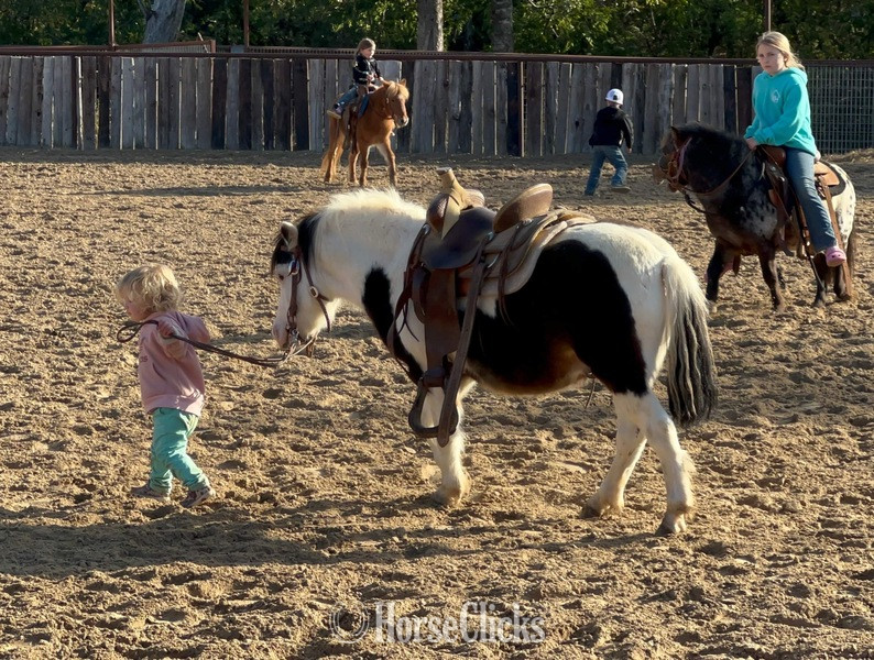 "Ripley" Black Gelding Pony