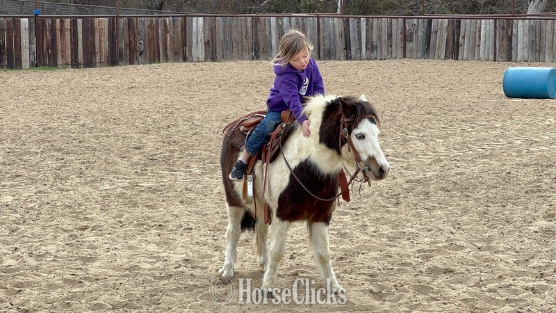 Texas "Ripley" Black Gelding Pony