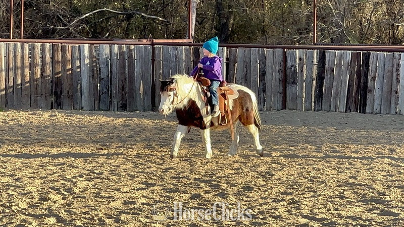 "Ripley" Black Gelding Pony - Pony in Texas