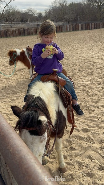 "Ripley" Black Gelding Pony - Pony