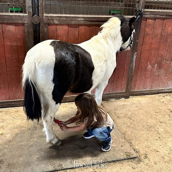 "Ripley" Black Gelding Pony Texas