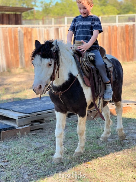 Pony - "Ripley" Black Gelding Pony in Texas