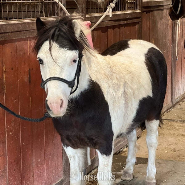 Pony - "Ripley" Black Gelding Pony