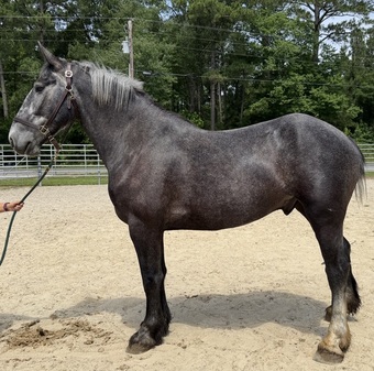 "Percheron" Grey Gelding Percheron