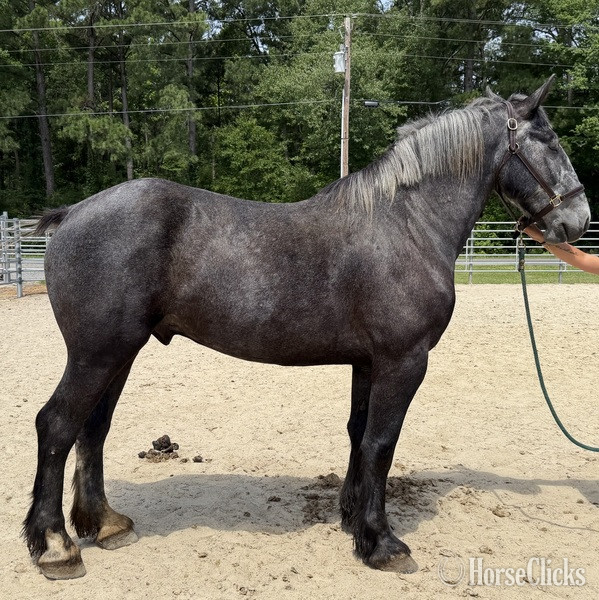 "Percheron" Grey Gelding Percheron