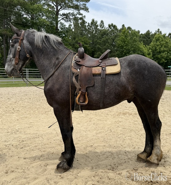 "Percheron" Grey Gelding Percheron - Percheron in North Carolina