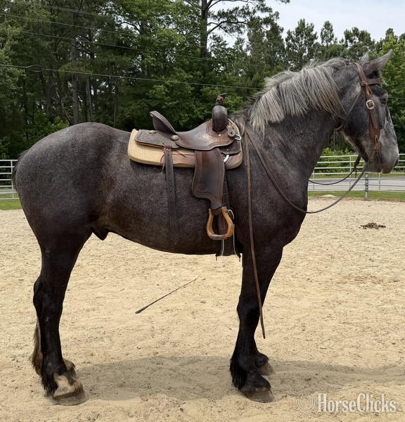 "Percheron" Grey Gelding Percheron - Percheron