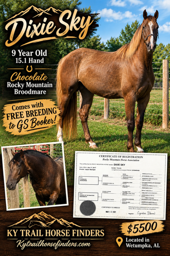 "Dixie Sky " Chocolate Broodmare Rocky Mountain