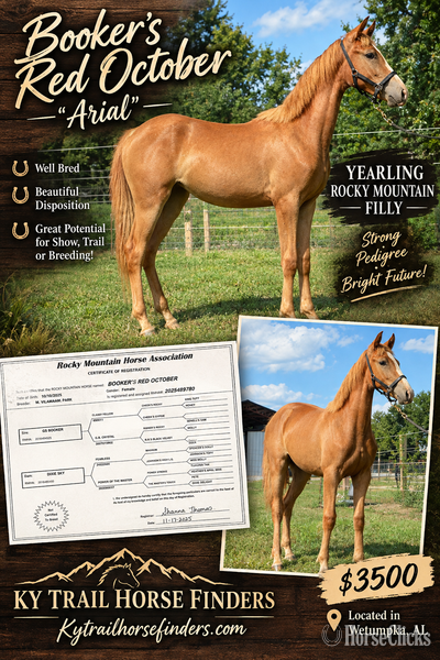 "Dixie Sky " Chocolate Broodmare Rocky Mountain