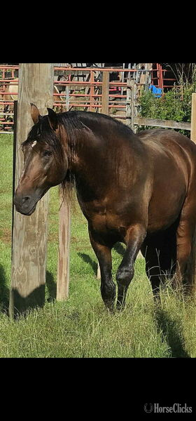 Kentucky "Dixie Sky " Chocolate Broodmare Rocky Mountain