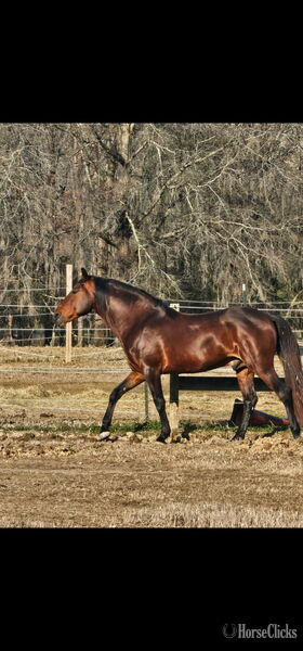 "Dixie Sky " Chocolate Broodmare Rocky Mountain - Rocky Mountain in Kentucky