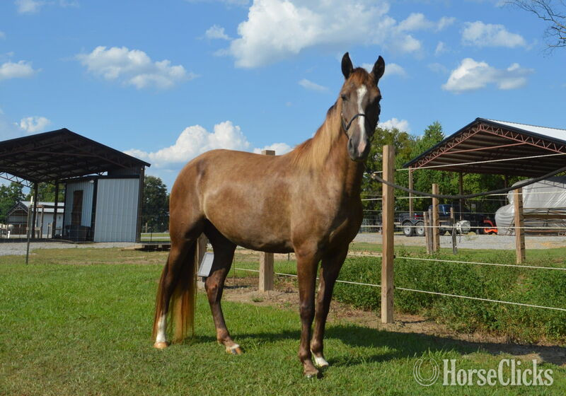 "Dixie Sky " Chocolate Broodmare Rocky Mountain Kentucky