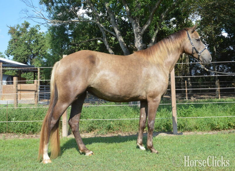 Rocky Mountain - "Dixie Sky " Chocolate Broodmare Rocky Mountain
