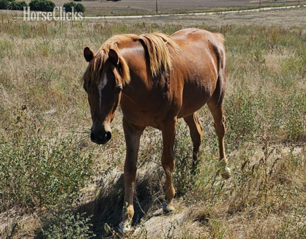 "" Chestnut Filly in Alliance,NE