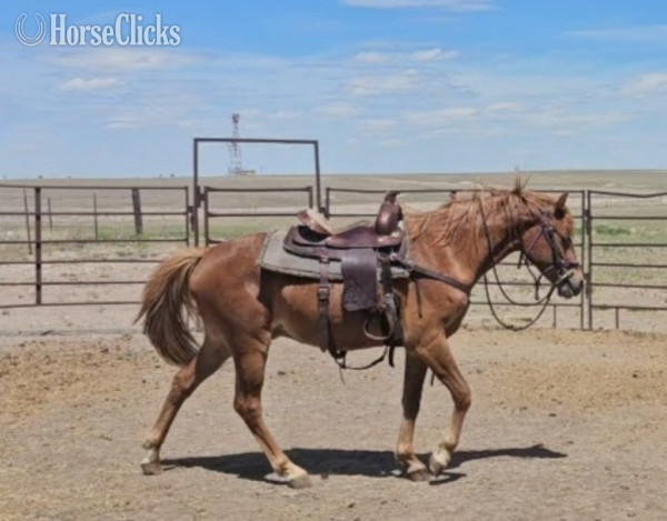 "" Chestnut Filly