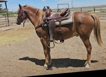 "" Chestnut Gelding