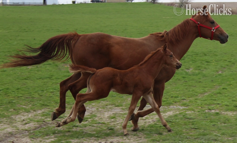 "UNNAMED" Sorrel Colt Quarter Horse in Maine
