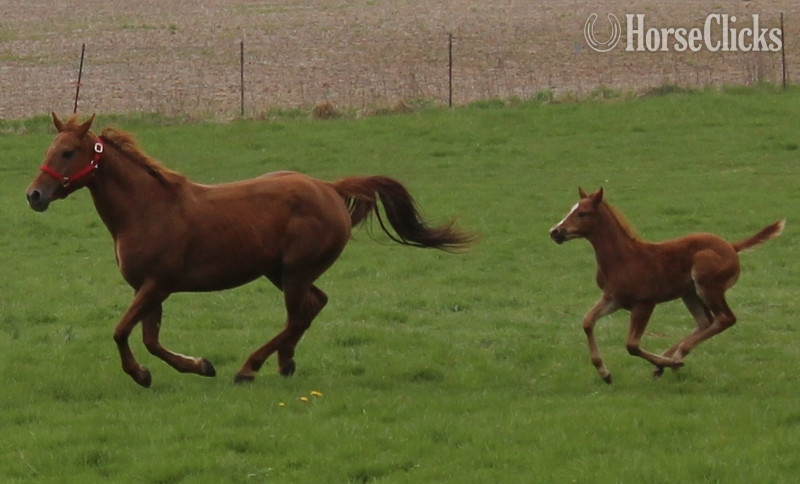 "UNNAMED" Sorrel Colt Quarter Horse