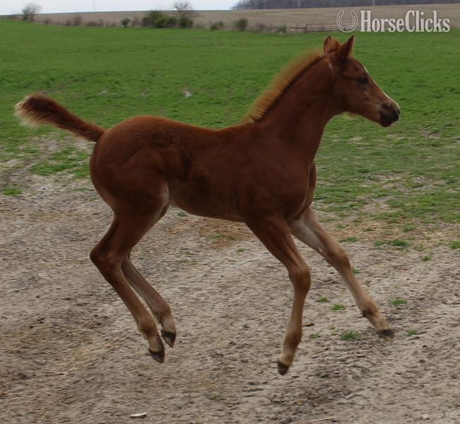 Maine "UNNAMED" Sorrel Colt Quarter Horse