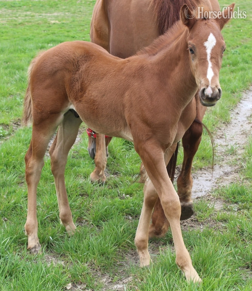 "UNNAMED" Sorrel Colt Quarter Horse - Quarter Horse in Maine
