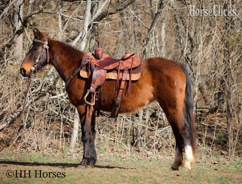 "WILLOW" Bay Mare Morgan in Kentucky