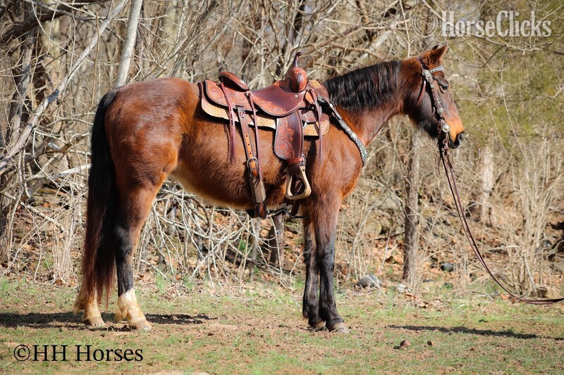 "WILLOW" Bay Mare Morgan