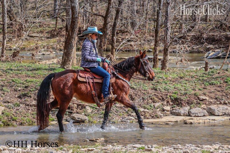 Kentucky "WILLOW" Bay Mare Morgan