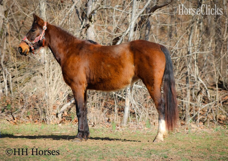 "WILLOW" Bay Mare Morgan - Morgan in Kentucky