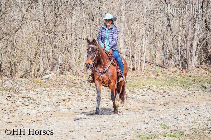 "WILLOW" Bay Mare Morgan - Morgan