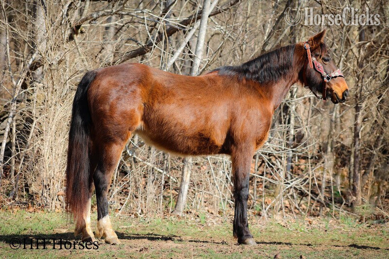 "WILLOW" Bay Mare Morgan Kentucky