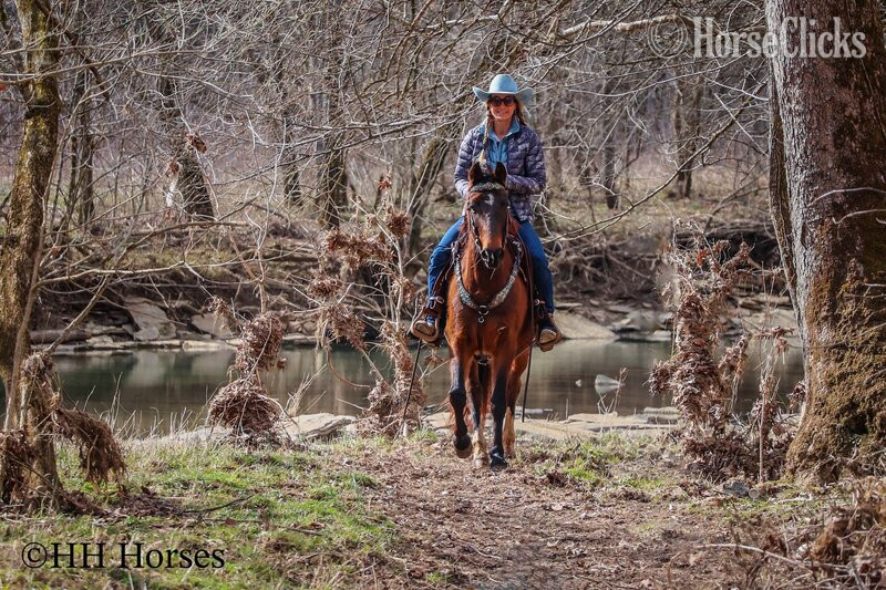 Morgan - "WILLOW" Bay Mare Morgan in Kentucky