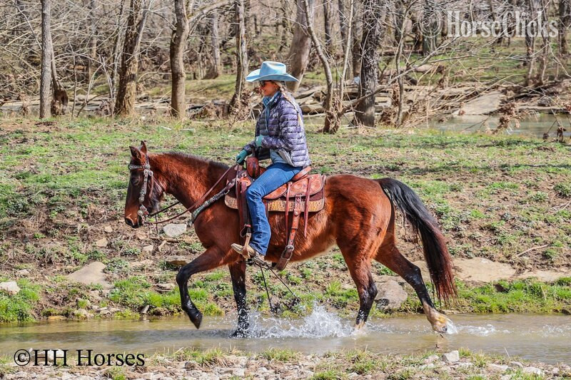 Morgan - "WILLOW" Bay Mare Morgan