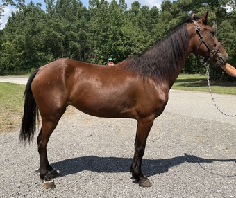 "Bay" Bay Mare Morgan