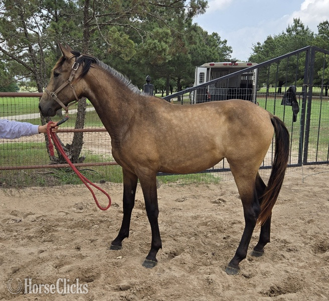 "Vitola XIII" Buckskin Filly Andalusian in Texas