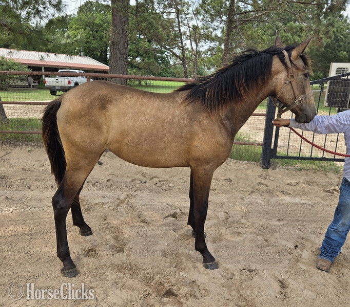 "Vitola XIII" Buckskin Filly Andalusian