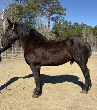 "Percheron" Black Gelding Percheron