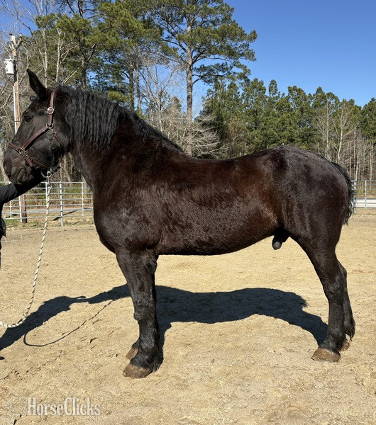 "Percheron" Black Gelding Percheron in North Carolina
