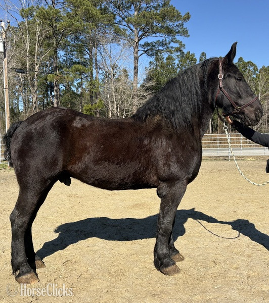"Percheron" Black Gelding Percheron