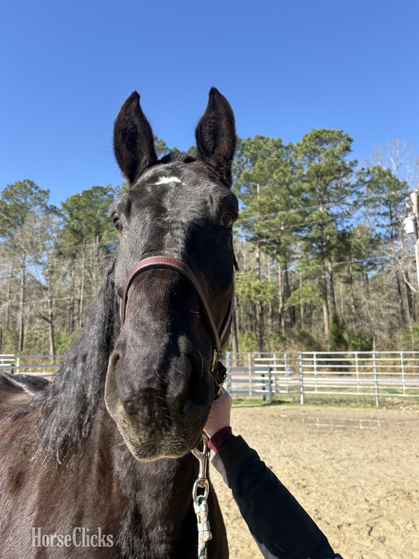 North Carolina "Percheron" Black Gelding Percheron