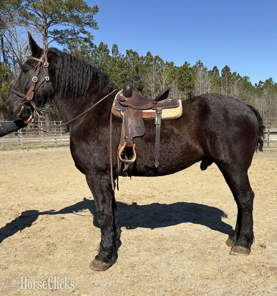 "Percheron" Black Gelding Percheron - Percheron in North Carolina
