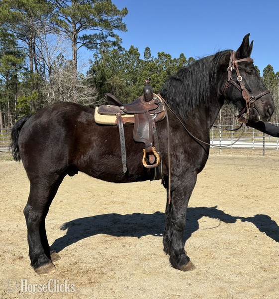"Percheron" Black Gelding Percheron - Percheron