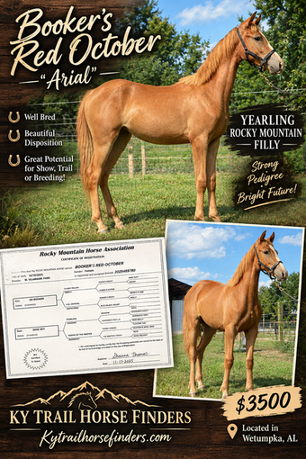 "Booker?s Red October ?Arial?" Sorrel Filly Rocky Mountain