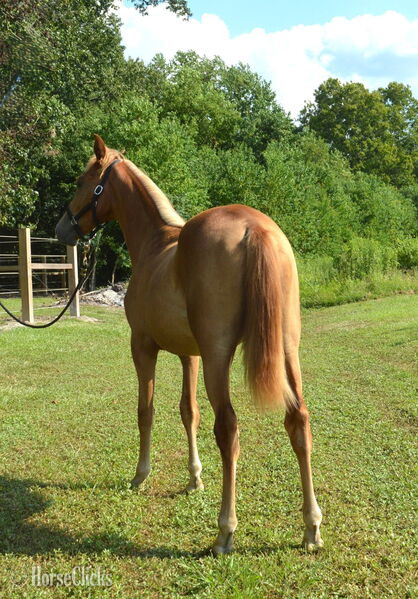 "Booker Red October Arial" Sorrel Filly Rocky Mountain