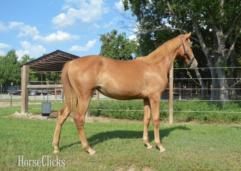 Kentucky "Booker Red October Arial" Sorrel Filly Rocky Mountain