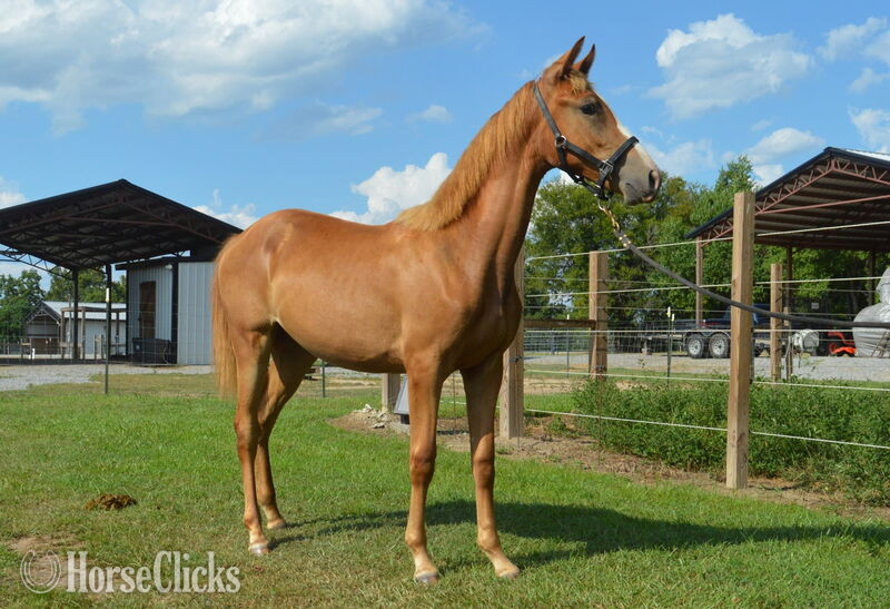 "Booker Red October Arial" Sorrel Filly Rocky Mountain - Rocky Mountain in Kentucky