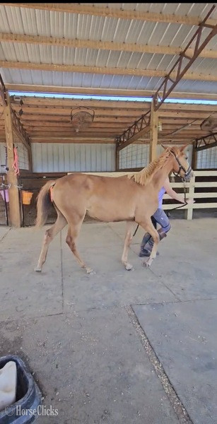 "Booker Red October Arial" Sorrel Filly Rocky Mountain Kentucky