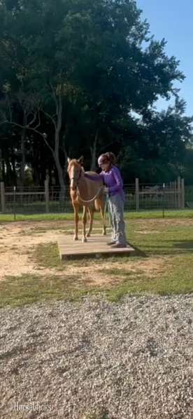 Rocky Mountain - "Booker Red October Arial" Sorrel Filly Rocky Mountain in Kentucky